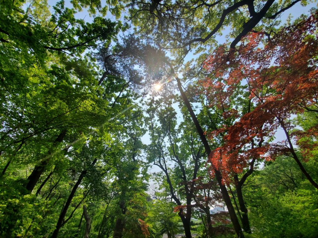 숲 풍경 사진
